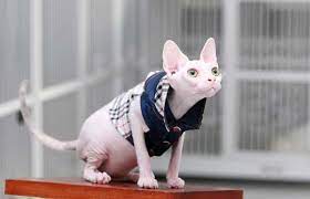 Kucing tanpa bulu menjadi cukup terkenal setelah aktor indonesia raditya dika dan uya kuya ada banyak nama kucing tanpa bulu sebenarnya tapi karena keterbatasan kami berikan saja beberapa. Menggemaskan Sphynx Si Kucing Tanpa Bulu Jpnn Com