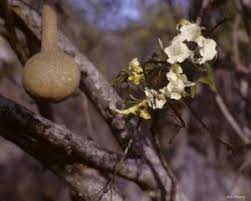 Image result for Cladostemon kirkii