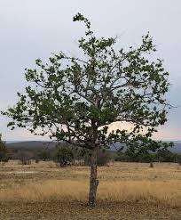 Image result for Combretum schumannii