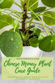 Secrets Of Pilea Peperomioides Or Chinese Money Plant Care Chinese Money Plant Care Money Plant Care Chinese Money Plant