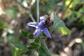 Image result for Megalochlamys