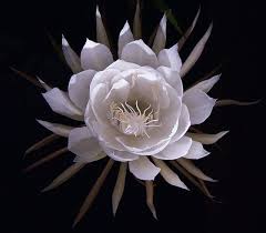 Dama De Noche Midnight Lady Beautiful Flowers Pictures Strange Flowers Flower Drawing
