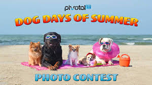 We did not find results for: Dog Days Of Summer Contest Pivotal It