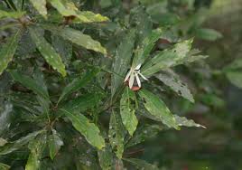 Image result for Actinodaphne