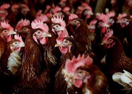 bird flu vaccine in poultry ...