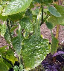 Image result for Brillantaisia cicatricosa