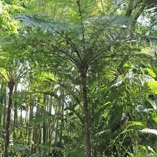 Image result for Cyatheaceae