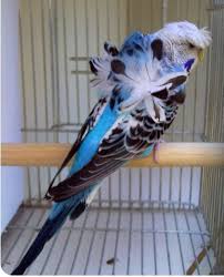 Pin De Rufino Ramos Perera Em Mas Pajaros 2 Passaros Engracados Aves De Estimacao Animais Bonitos