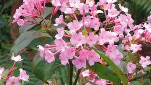 Sep 01, 2016 · what to grow in winter. Best Flowers And Shrubs For Winter Scent Stuff Co Nz