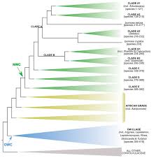 Image result for Astripomoea lachnosperma