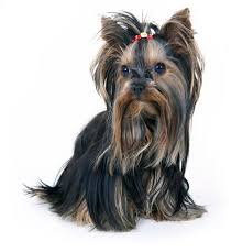 Maybe you would like to learn more about one of these? Yorkshire Terrier Characteristics Facts And Photos Lovetoknow