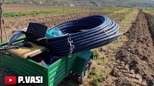 Tehnici de accesare fonduri nerambursabile_plantatie de lavanda. Livada De Nuci Cu Fonduri Europene Livada De Nuci Altoiti Cu Fonduri Europene