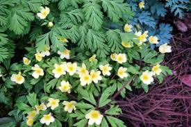 Image result for Ranunculaceae