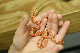Über 7 millionen englischsprachige bücher. Orange And Yellow White Baby Corn Snake Corn Snake Baby Corn Snake Pet Snake