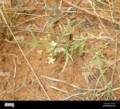 Image result for Jatropha erythropoda