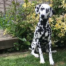 Image result for dalmatian