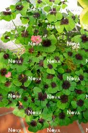 Image result for Oxalis tetraphylla