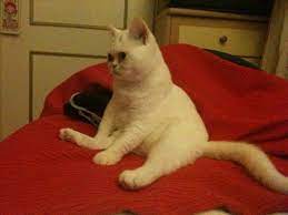 my funny british shorthair cat sitting like a human being british shorthair cats cat sitting cats