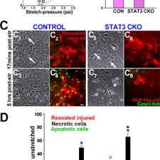 We did not find results for: Pdf Traumatically Injured Astrocytes Release A Proteomic Signature Modulated By Stat3 Dependent Cell Survival