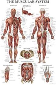 Measures 20 x 26 inches. Gf 6234 Human Body Human Anatomy Chart Diagram Charts Diagrams Wiring Diagram