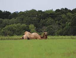 Cuero vegano ocasión:a todas horas compartimiento: Tiger Found In Abandoned Houston House Gets New Name Home At Cleveland Amory Black Beauty Ranch Local News Tylerpaper Com