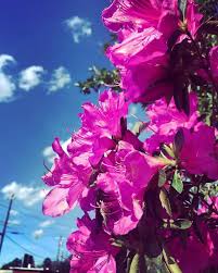 Greg boulus founded charleston street over 20 years ago in augusta, georgia. Augusta Is Blooming