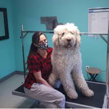They're loyal, friendly, intelligent, and sometimes mischievous, making saint berdoodles excellent family pets. Saint Bernard Mix With Poodle Pawfect Pet Grooming Facebook