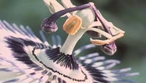 Image result for Passifloraceae