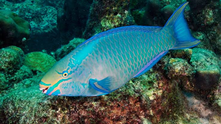 Parrotfish | National Geographic Kids