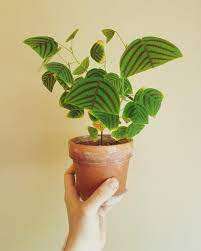 The tropical butterfly house features plants from tropical. Christia Obcordata Butterfly Plants Plants Indoor Plants