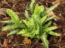 Image result for Asplenium elliottii