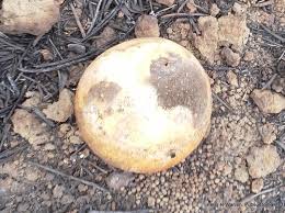 Image result for Cucumis hirsutus