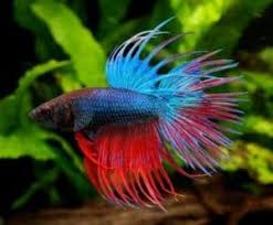 Betta fish stand out from other fish for their striking color combinations, flowing fins and their singular nature as fighting fish. when choosing a name for your new betta, you can find inspiration in lots of. Best Plants For Betta Fish Tanks Live Fake Which Is Better