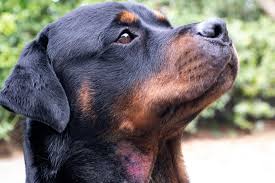 Image result for hotspot dogs