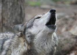 Why Do Dogs Howl Is It Nature Nurture Or Something Else