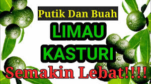 Limau kasturi merupakan buah yang kaya akan manfaat dan nutrisi. Cara Tanam Limau Kasturi Dalam Pot Agar Berbuah Banyak Youtube