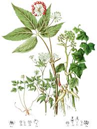 Image result for Araliaceae