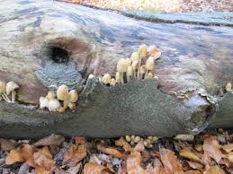 Mushrooms Sylvia Plath Jacqueline C Nash Poetry