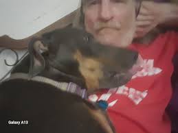 Introduction and Photo of a Doberman