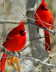 Birds That Look Like Cardinals Simple Pleasures Sundiamonds Found On Pinterest Com Cardinal Birds Beautiful Birds Bird Pictures