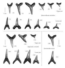 Eocene Lutetian Shark Rich Coastal Paleoenvironments Of