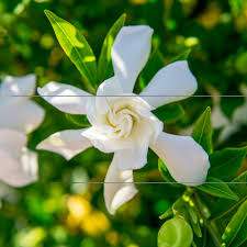 The frostproof gardenia does pretty well in my zone 7a garden in petersburg, virginia. 1 Gal Frost Proof Gardenia Fragrant White Blooms Perfect Dwarf Accent For Any Landscape Walmart Com Walmart Com