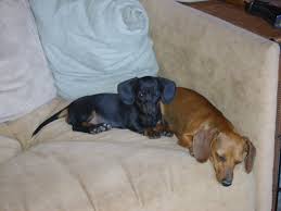 Rachel on catahoula leopard dog for sale texas. Dachshund Puppies For Sale Northern Ca