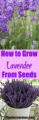 How To Grow Lavender From Seed Growing Lavender Lavender Seeds Lavender Plant