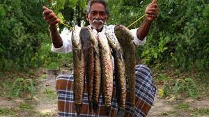 Snakehead Fish Recipe Delicious Murrel Fish Curry Koramenu Fish Curr Fish Curry Snakehead Fish Fish Recipes