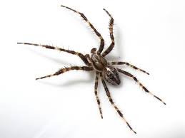 Check spelling or type a new query. Free Photo Garden Spider Animal Design Garden Free Download Jooinn