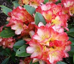 Rhododendron Candycorn In 2020 Rhododendron Plant 15 Flowers Rhododendron