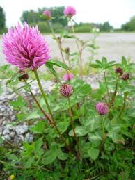 Image result for Trifolium simense