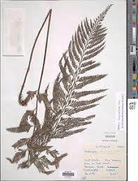 Image result for Asplenium loxoscaphoides