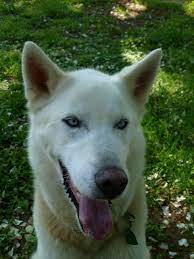 A White Husky Dog With Blue Eyes Lab Mix Puppies Husky Lab Mix Puppy Wolf Husky Hybrid